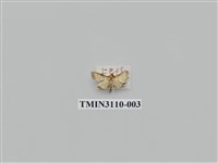 藏品(螟蛾197)的圖片